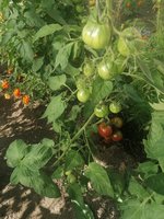 IMG_20240805_093215.jpg