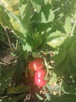 IMG_20240805_094138.jpg