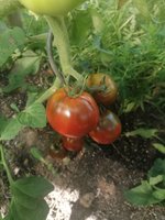 IMG_20240805_093157.jpg