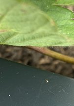 IMG_3376.jpeg
