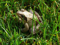 Teich2023Frosch.jpg