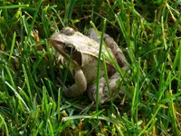 Teich2023Frosch.jpg