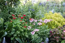 Terasse             2424.webp
