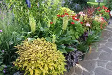 Terasse             3524.webp
