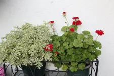 Terasse             4424.webp