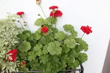 Terasse             4524.webp