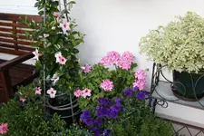 Terasse             4624.webp