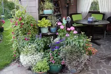 Terasse             4724.webp