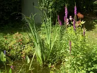 Teich2005Rand.jpg