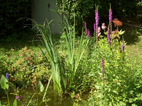 Teich2005Rand.jpg