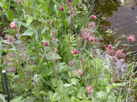 Teich2007NelWu.jpg