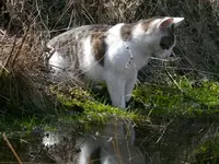 Teich2010Katze.jpg