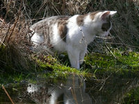 Teich2010Katze.jpg