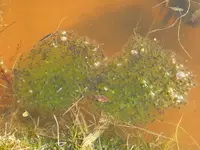 Teich2014Laich.jpg
