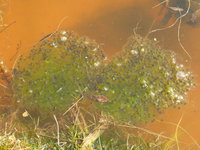 Teich2014Laich.jpg