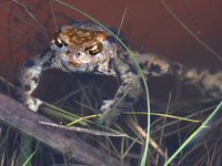 Teich2009Krot2.jpg