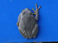 Teich2011FroBlau.jpg