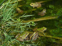 Teich2011Frosch.jpg