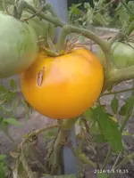 IMG_20240805_183543_1.webp