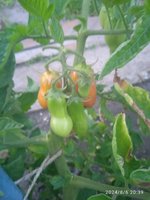 IMG_20240806_203942.jpg