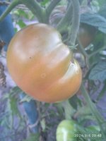 IMG_20240806_204004.jpg