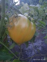 IMG_20240806_204021.jpg