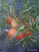 IMG_20240806_204112.webp
