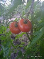 IMG_20240806_204202.jpg
