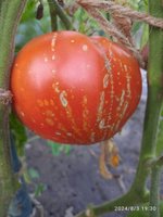 IMG_20240803_193049.jpg