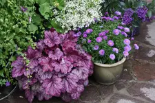 Heuchera    0322.webp