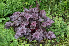 Heuchera    0523.JPG
