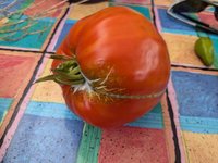 PXL_20240808_054738454.jpg