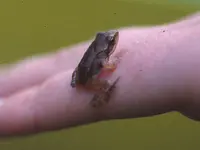 TeichKlFrosch.jpg