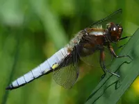 Teich2011Platt.jpg