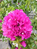 P1130881Drillingsblume.webp
