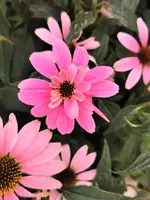 IMG_20240728_175455.webp