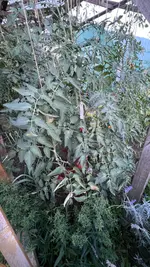 IMG_1637.jpeg