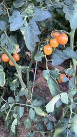 IMG_1645.jpeg
