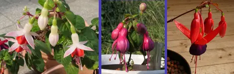 2024FuchsiEltern.webp
