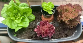 Salate*Kasten-E*24-07-02*01.webp