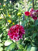20240730_180116.webp