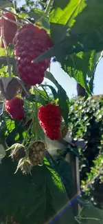 20240811_101240.webp