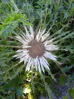 IMG_20240810_170123.jpg