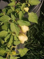 IMG_20240811_191834.jpg
