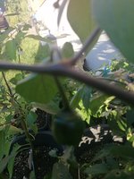 IMG_20240811_191817.jpg