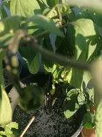 IMG_20240811_191755.webp