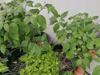 IMG_20240803_091703.webp