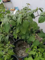 IMG_20240729_101545.webp