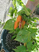 IMG_20240729_101317.jpg
