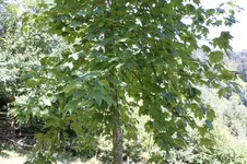 IMG_1733.webp